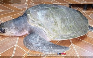 Sea turtle rescued in Navotas; DENR urges swift reporting